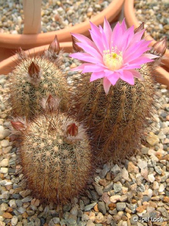 Echinocereus laui Lau780 JLcoll.1212